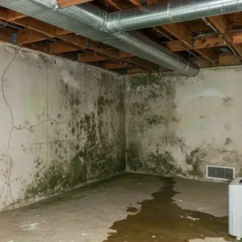 Professional Mold Removal in Byers, CO